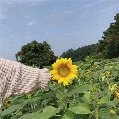 英雄大作战修改器下载